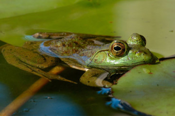 Pond Repair